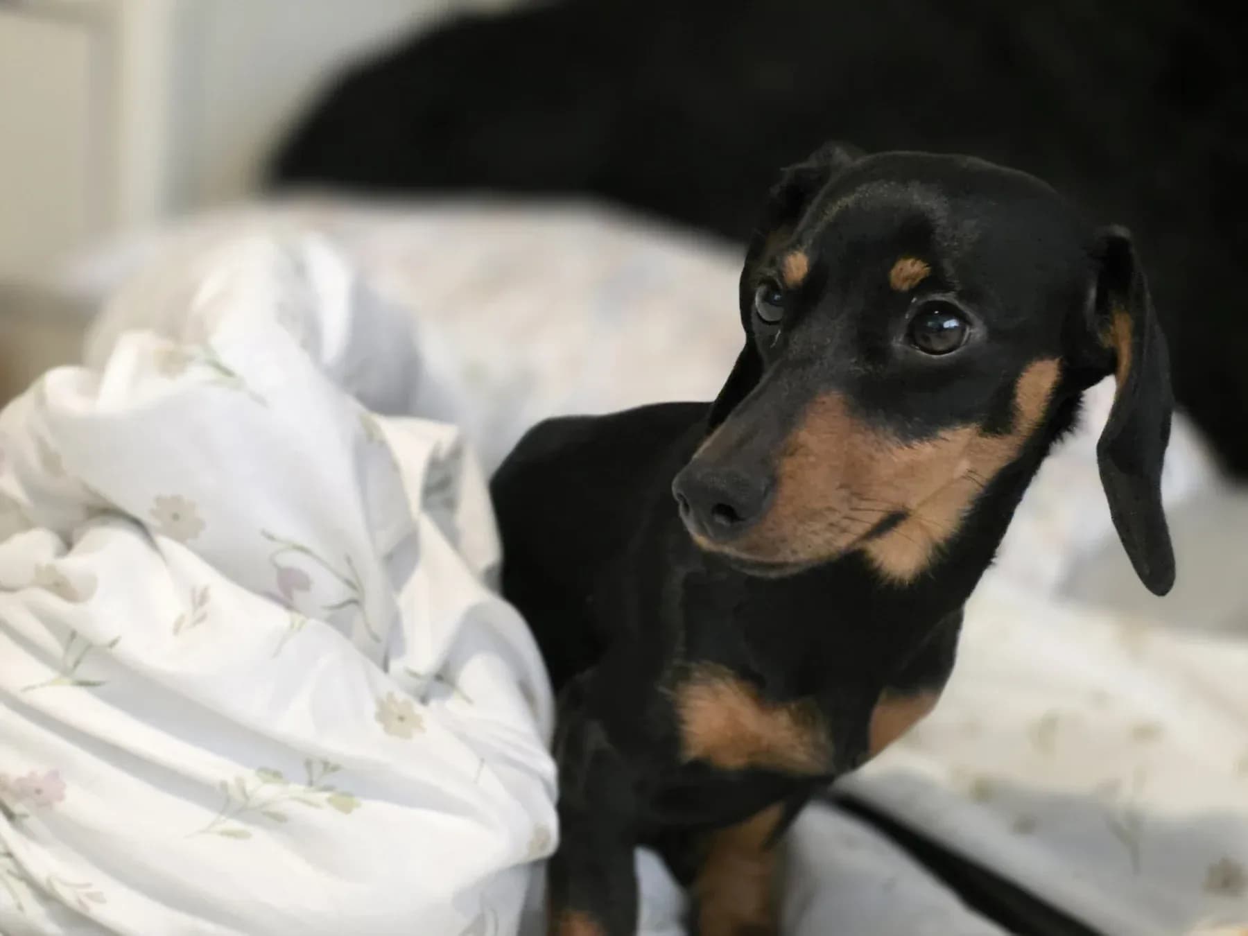 Luna standing on a made bed in white floral bedding, head turned, looking up and slightly past the camera
