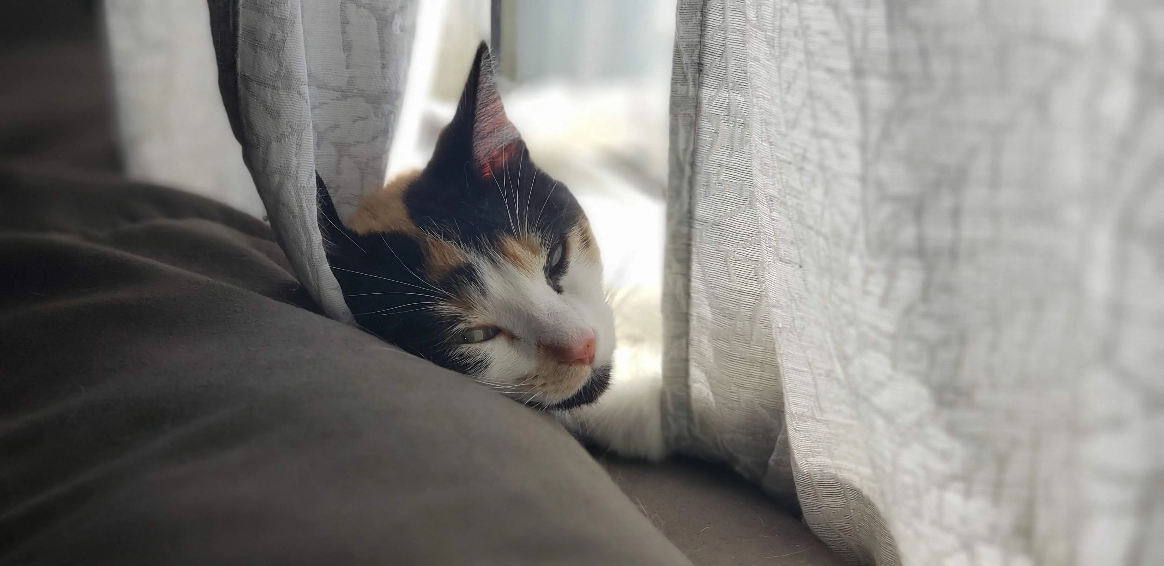 Bonnie tucked between a grey cushion and a pale curtain in the window light, eyes half closed