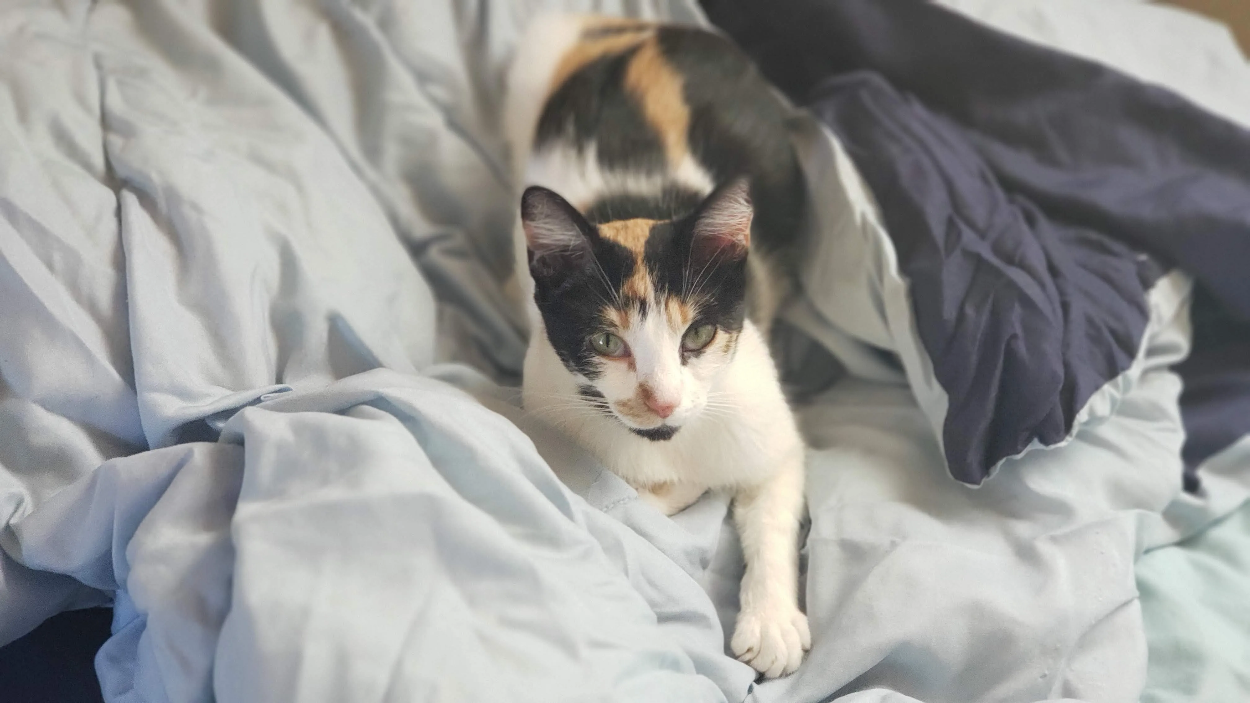 Bonnie, a calico cat with green eyes, standing on pale blue bedding with one white paw forward, looking straight at the camera