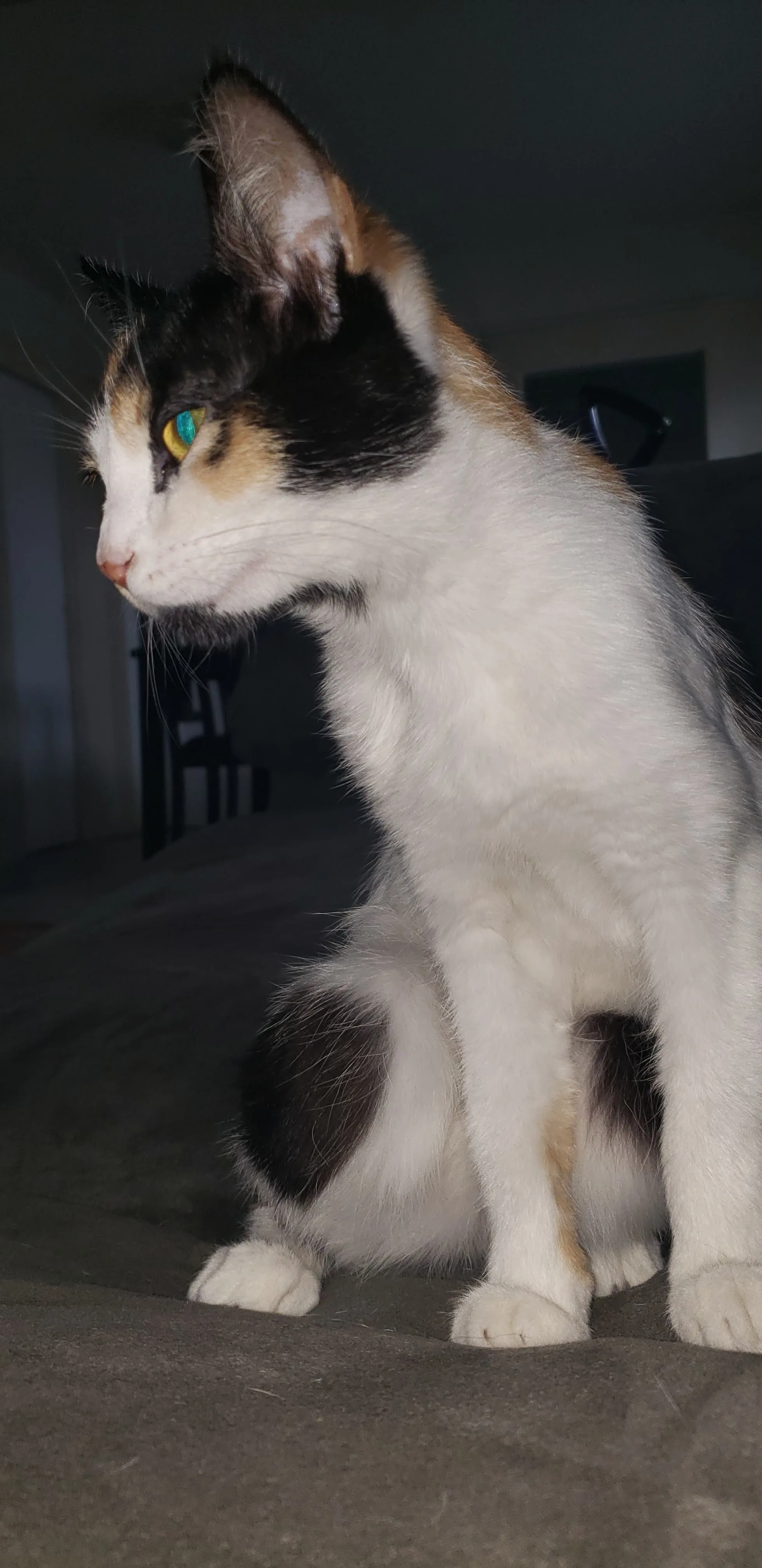 Bonnie stretched along the edge of a grey sofa with her paws hanging over it, looking down past the camera