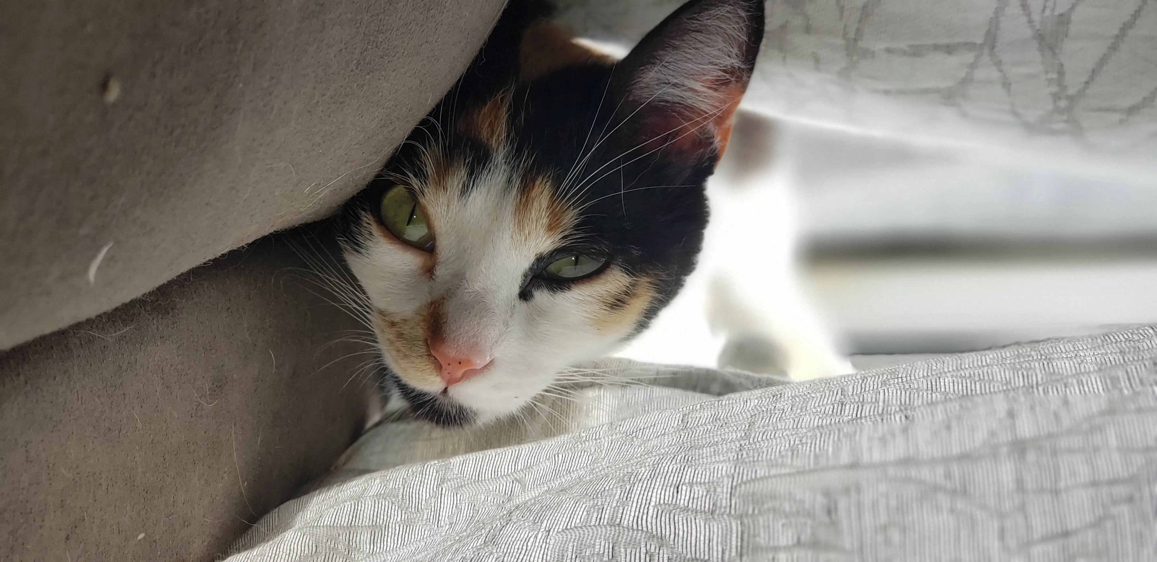 Bonnie upside down under the hem of a pale curtain, both green eyes open, looking up at the camera