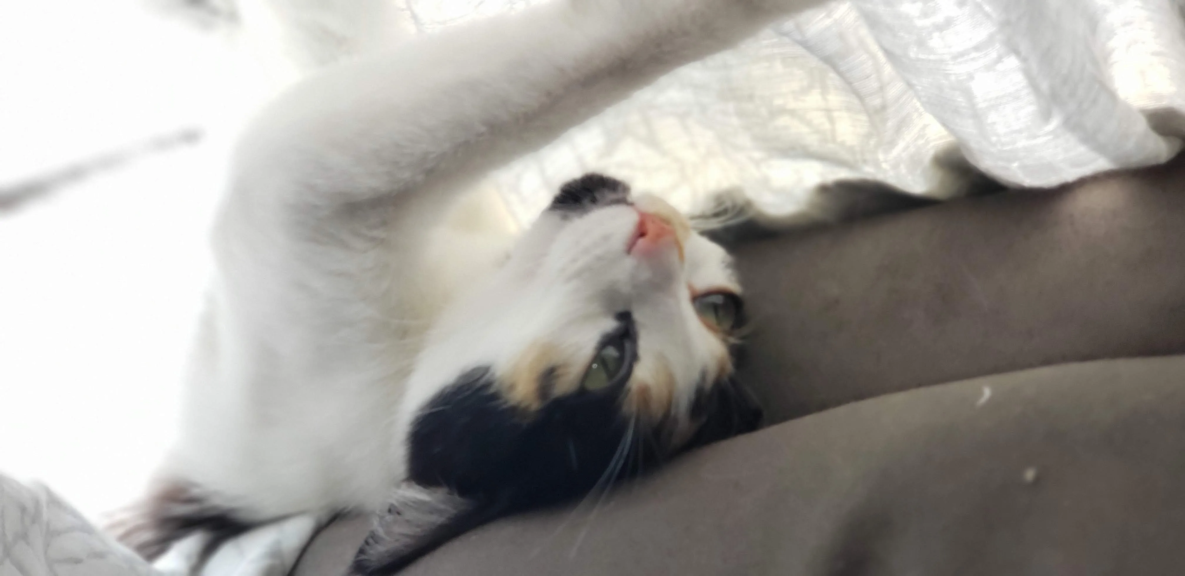 Bonnie lying on her back against someone's leg, front paws folded over her chest, one green eye half open