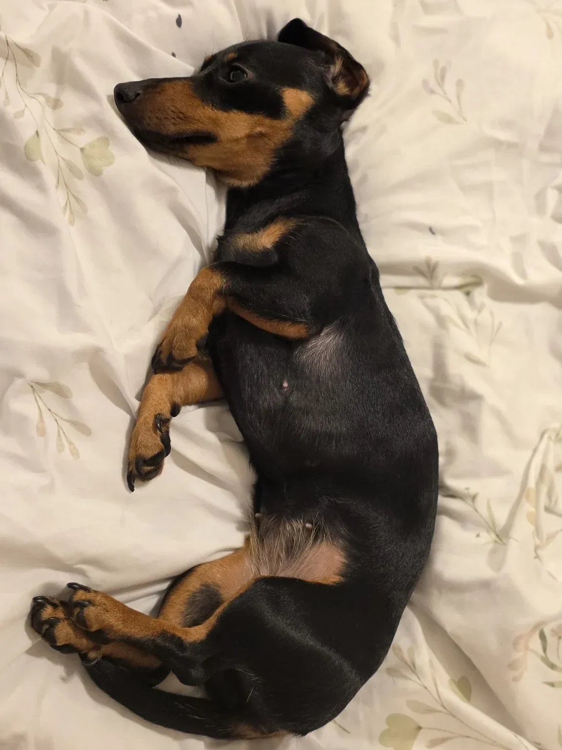 Luna asleep on her back with her front paws curled loosely over her chest
