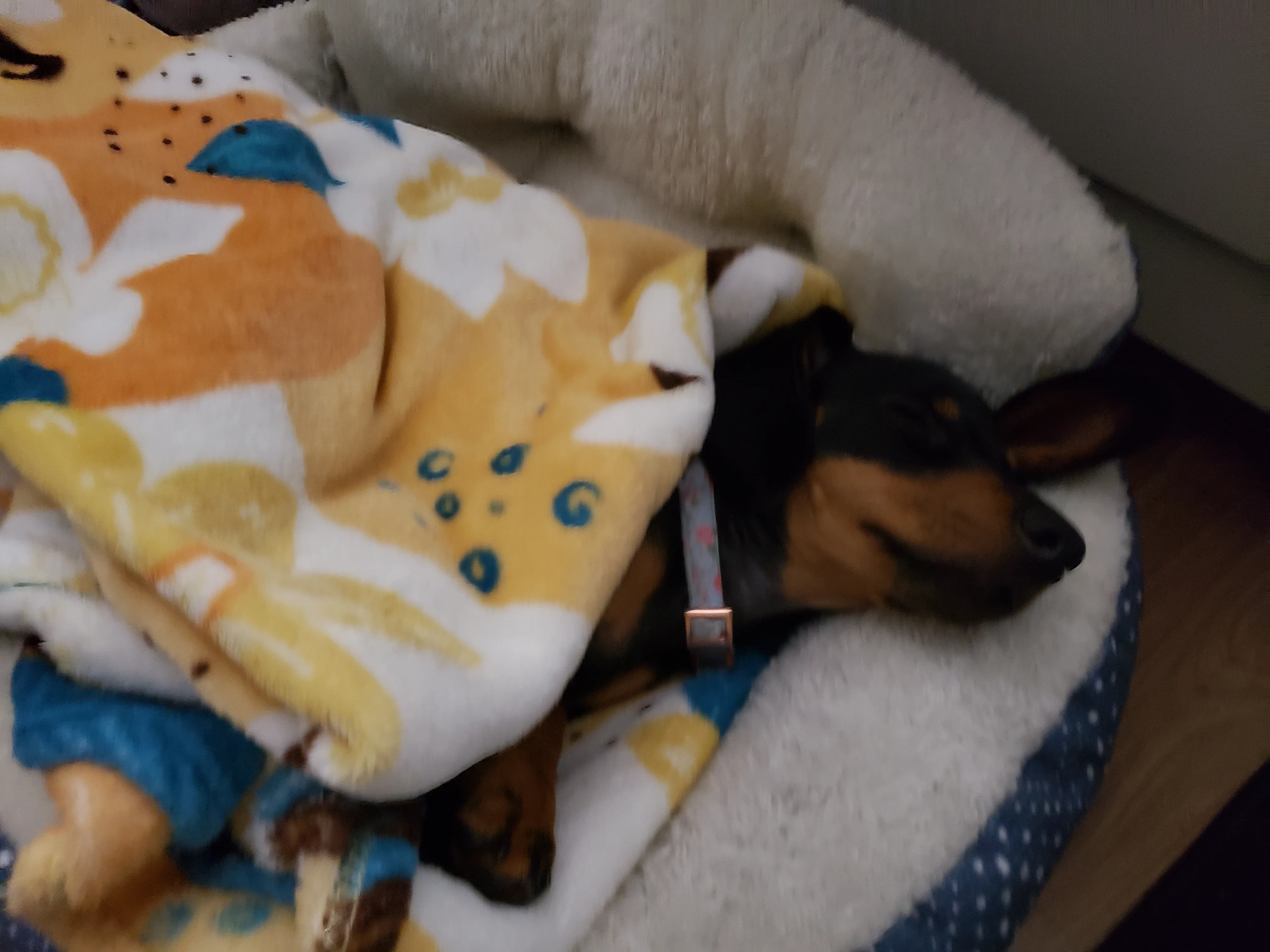 Luna asleep in a round cream bed under a patterned fleece blanket, only her head showing