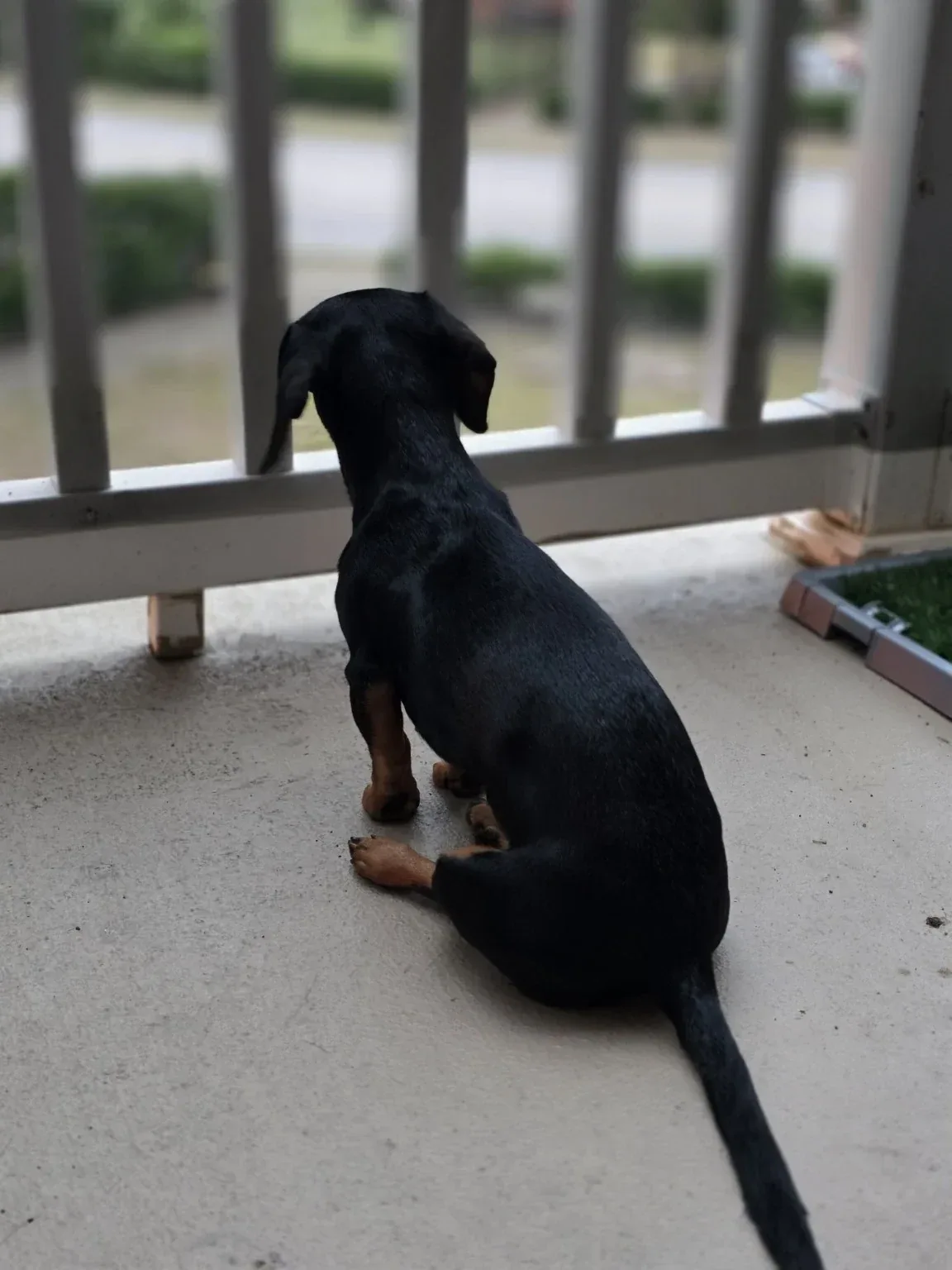 Luna sitting up at the balcony rail with her back to the camera and her tail along the floor