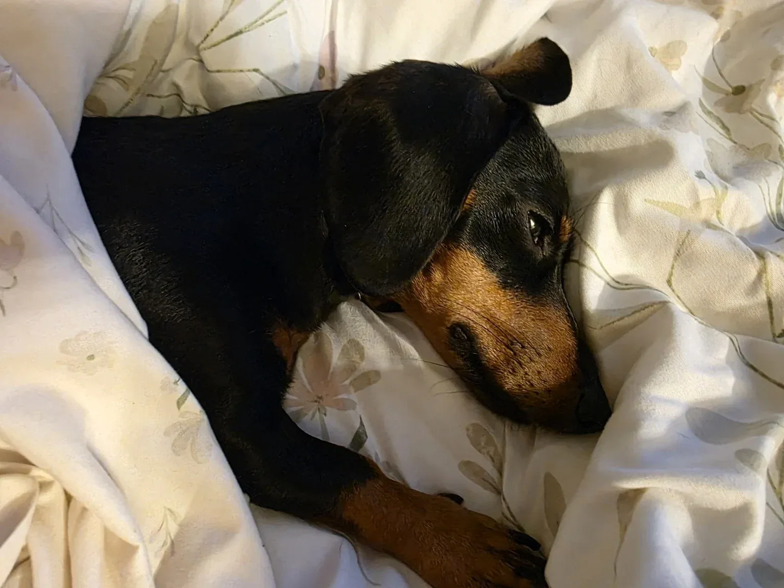 Luna resting her head on a pillow in cream bedding, eyes open, not moving