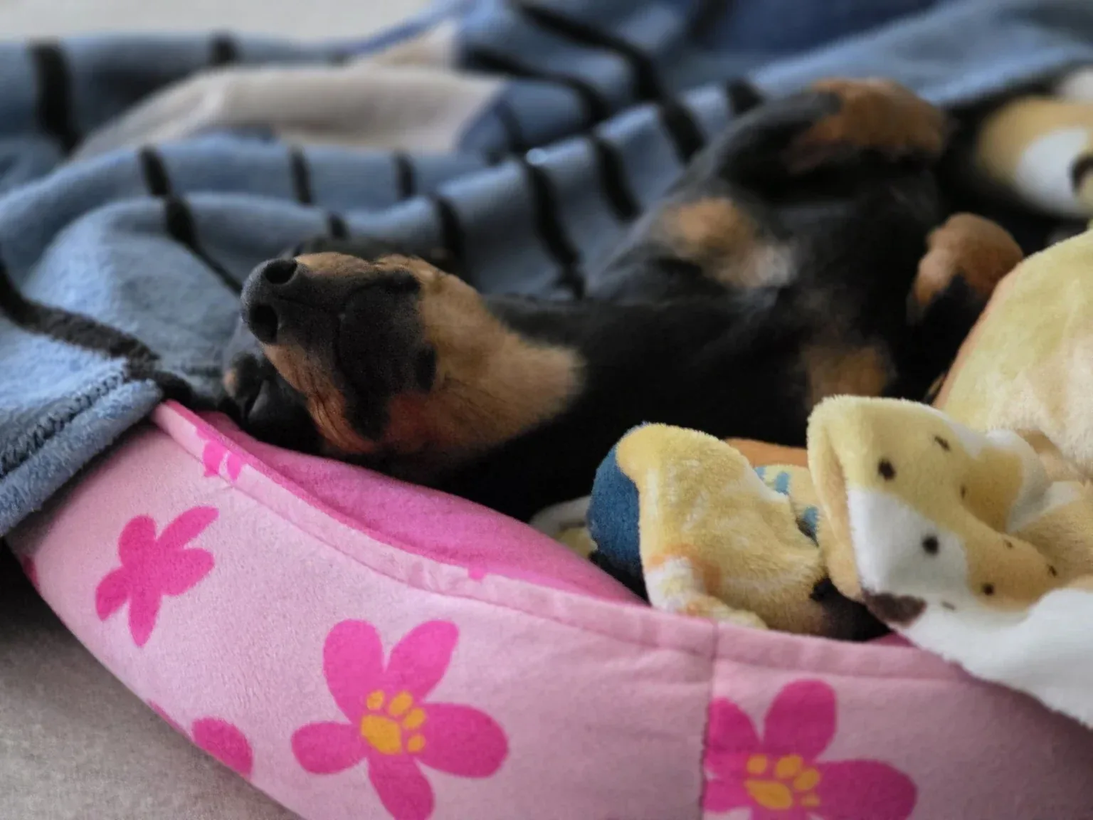 Luna asleep on a pink floral pet bed with two stuffed toys beside her