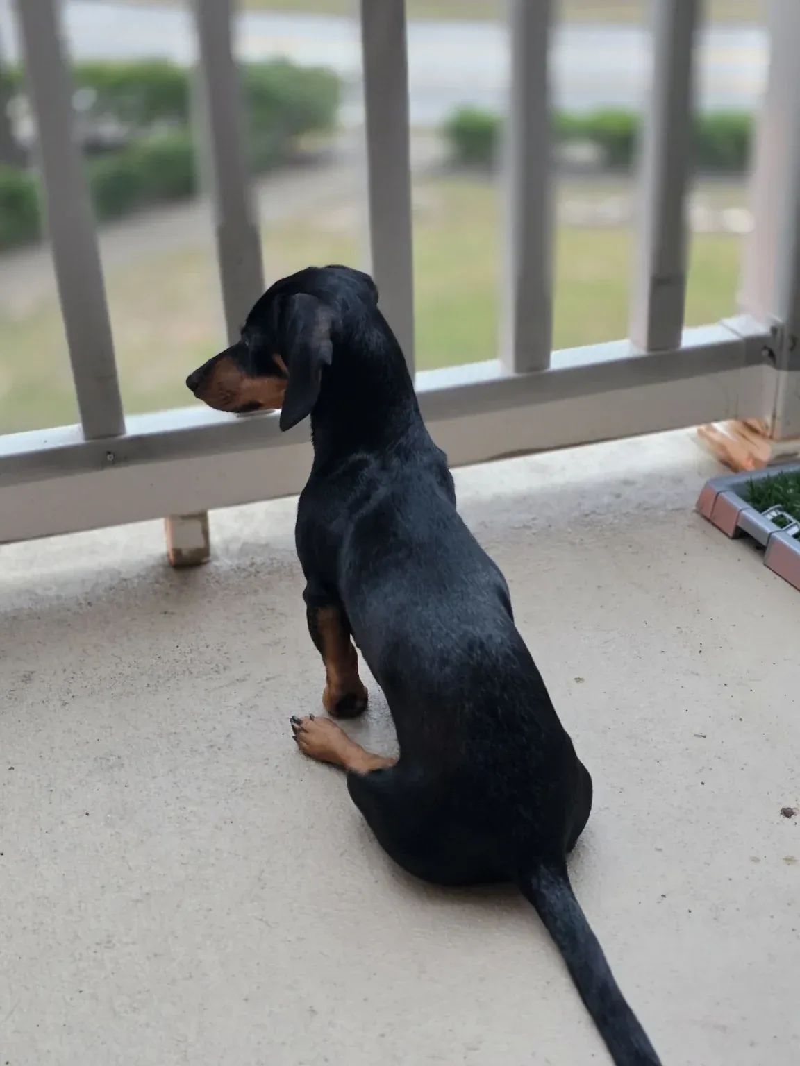 Luna sitting on a balcony with her back to the camera, looking out through the railings at the grass below