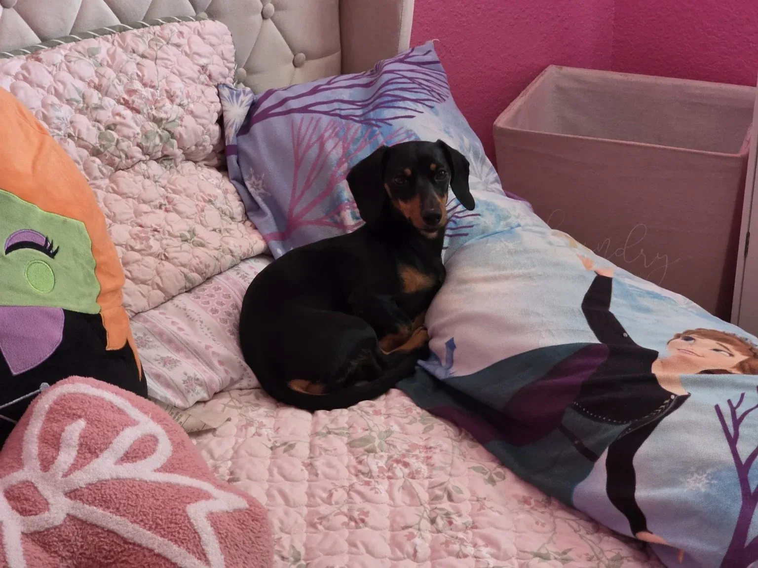 Luna asleep on a child's pink bedding among cushions