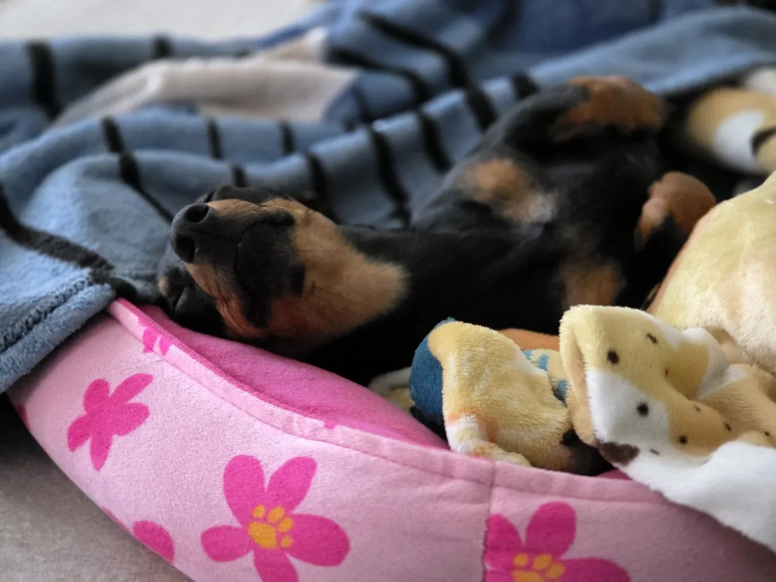 Luna asleep on the same pink floral bed with one paw draped over her face