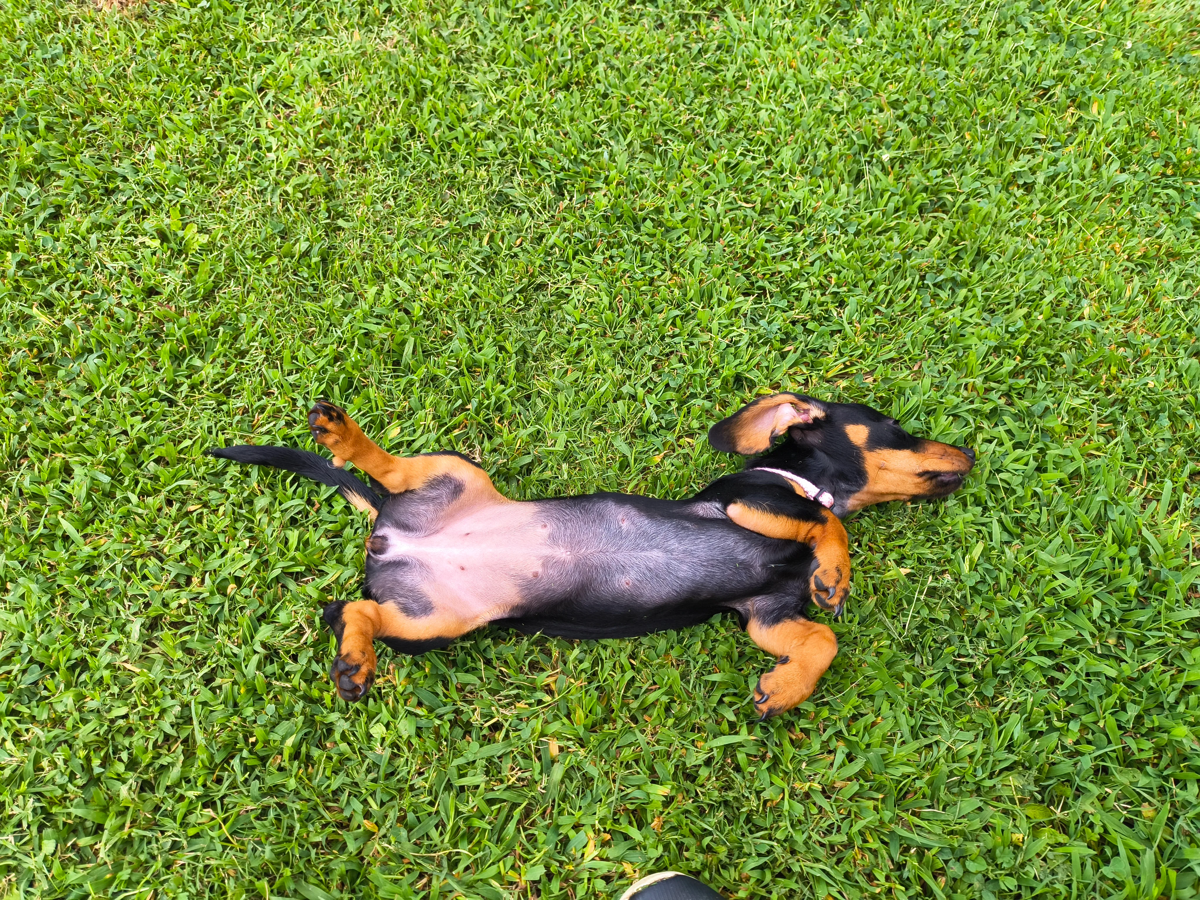 Luna as a puppy lying on her back in cut grass, legs folded, photographed from above