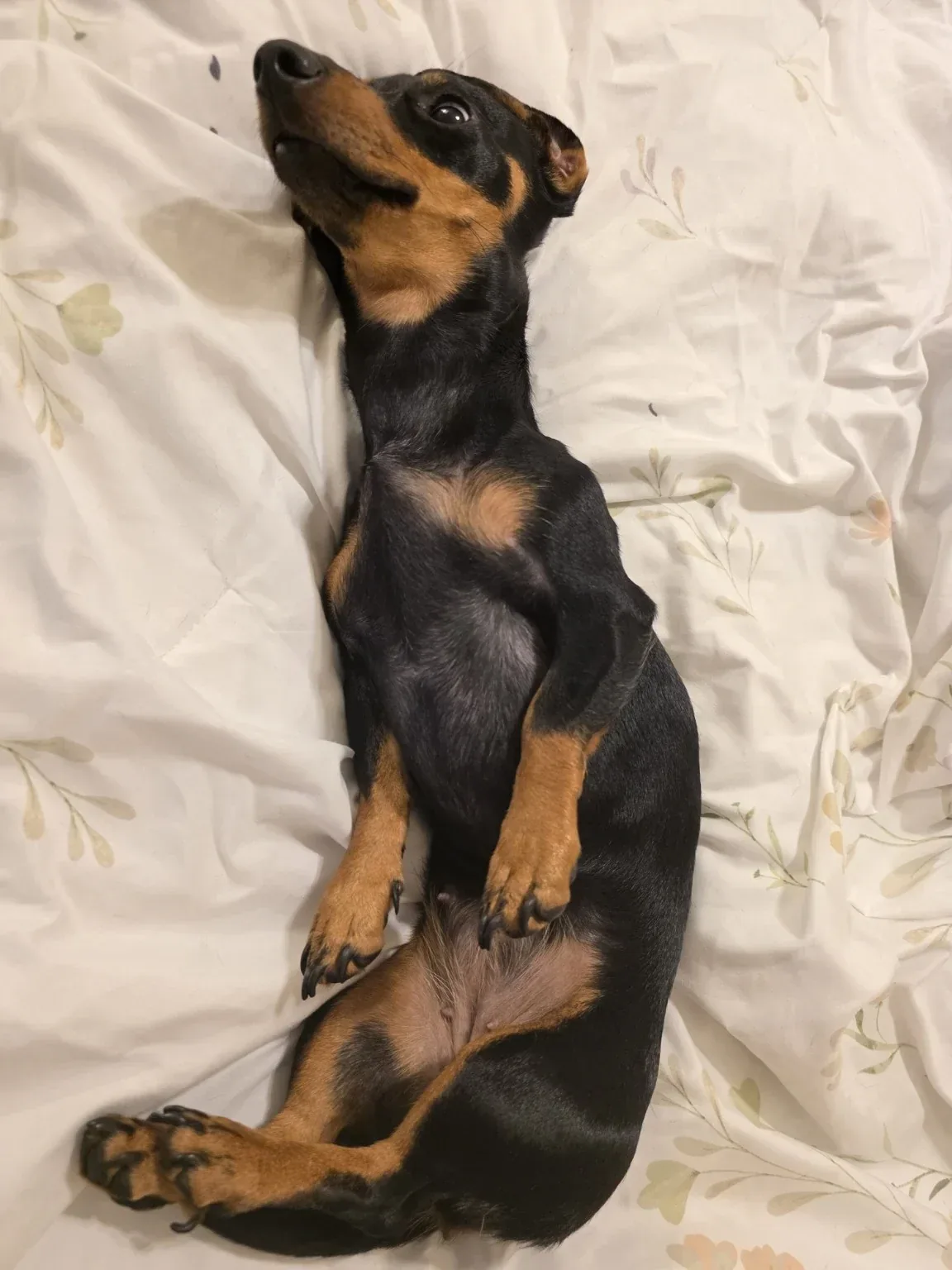 Luna asleep on her side on a bed, legs stretched straight out behind her