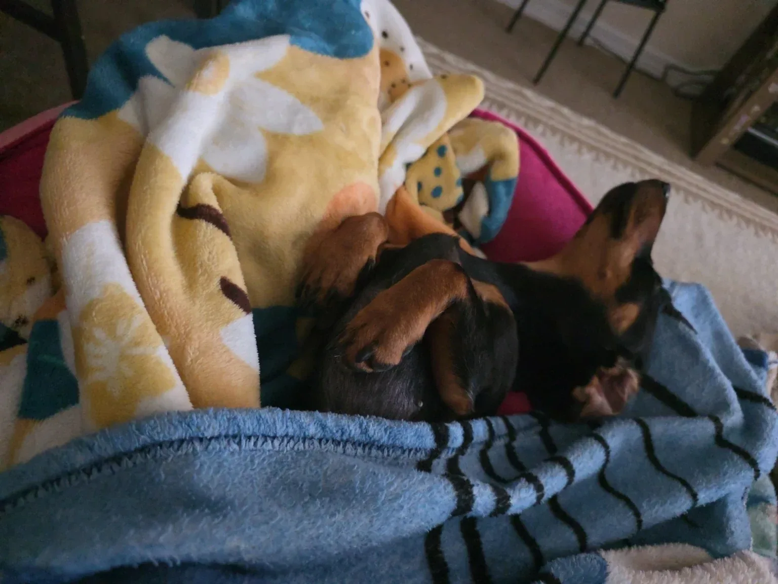 Luna asleep half under a yellow blanket on a blue throw
