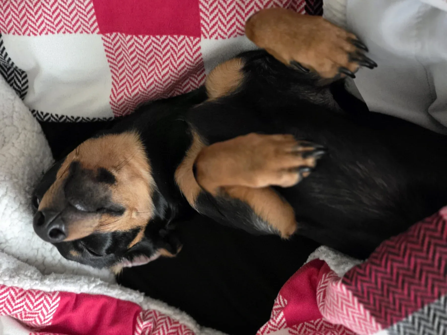 Luna lying on her back on a checked blanket with her front paws folded over her chest
