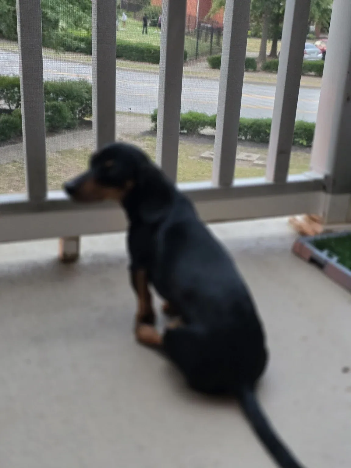 Luna on the balcony in profile, head turned, watching something below